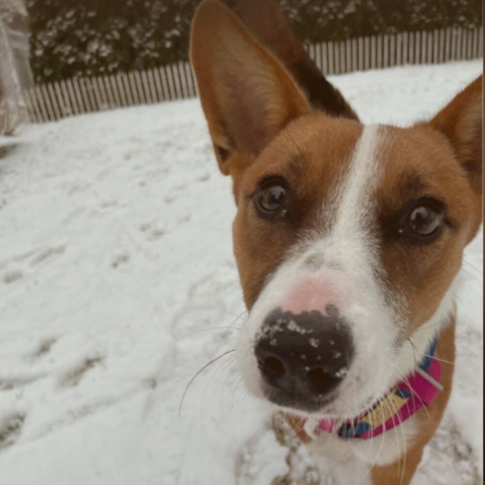 Meet your Posher, Anna